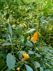 Impatiens capensis