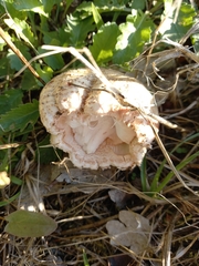 Amanita novinupta