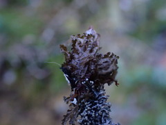 Tuckermanopsis orbata