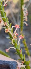 Struthiola ciliata