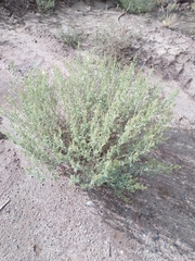 Ambrosia acanthicarpa