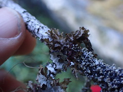 Tuckermanopsis orbata
