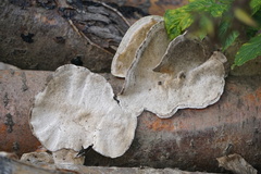 Phellinopsis conchata