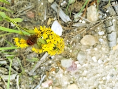 Adejeania