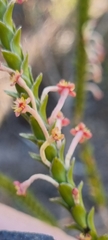 Struthiola ciliata