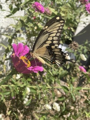 Heraclides cresphontes