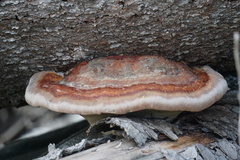 Fomitopsis pinicola