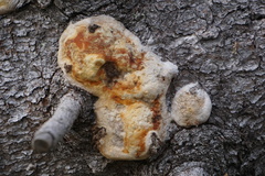Pycnoporellus alboluteus