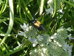 Macrosiagon flavipennis