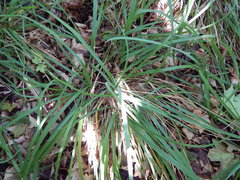 Piptatheropsis pungens