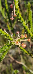Struthiola ciliata