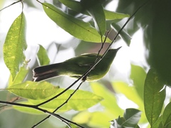 Chloropsis cyanopogon