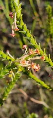 Struthiola ciliata