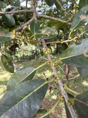 Ficus costaricana
