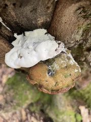 Rigidoporus populinus