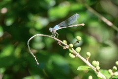 Argia moesta