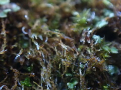 Cephaloziella