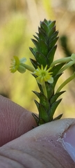 Struthiola ciliata