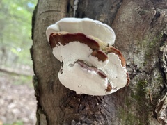 Rigidoporus populinus