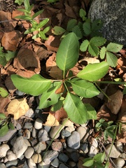 Euonymus fortunei