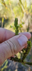 Struthiola ciliata