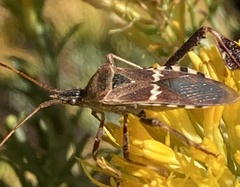Leptoglossus clypealis