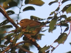 Vireo gilvus