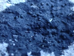 Hydropunctaria maura