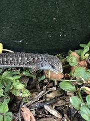 Elgaria coerulea coerulea