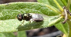 Microchrysa