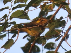Vireo gilvus