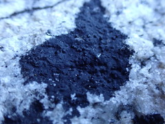 Hydropunctaria maura