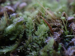 Douinia ovata