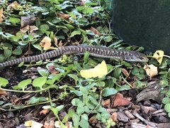 Elgaria coerulea coerulea