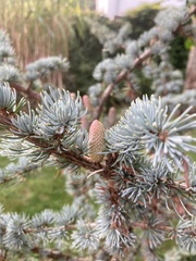 Cedrus