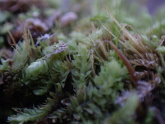 Douinia ovata