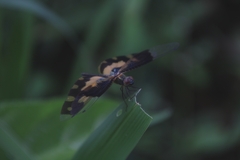 Rhyothemis variegata