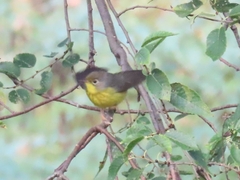 Cardellina canadensis