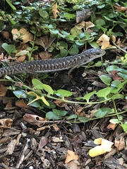 Elgaria coerulea coerulea