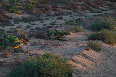 Mesembryanthemum barklyi