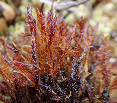 Sarmentypnum sarmentosum