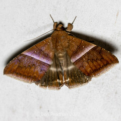 Parallelia calefaciens