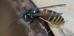 Vespula rufa
