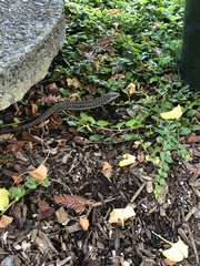 Elgaria coerulea coerulea