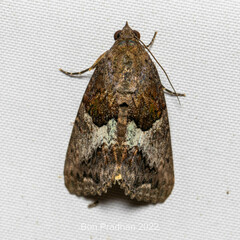 Odontodes
