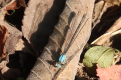 Argia apicalis