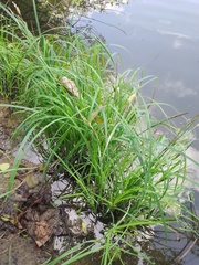 Carex acuta