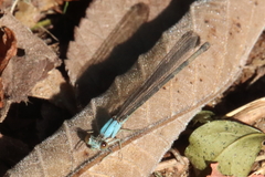Argia apicalis