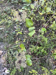 Clematis glaucophylla