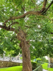 Styphnolobium japonicum